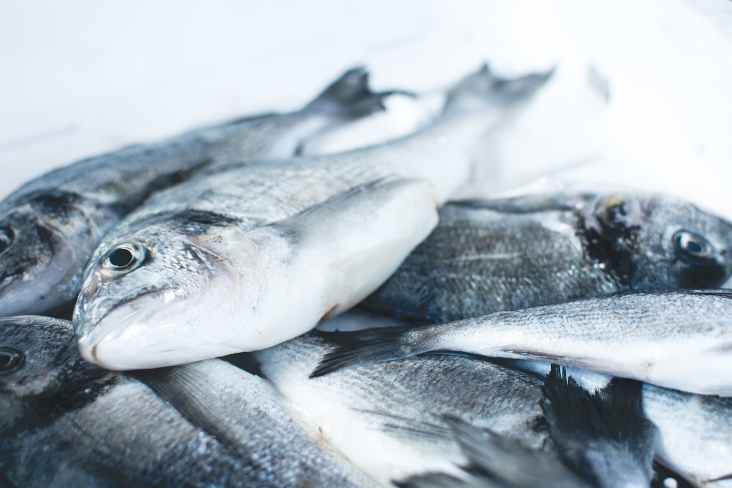 How SYL Sea Food Ensures Top-Quality Exports