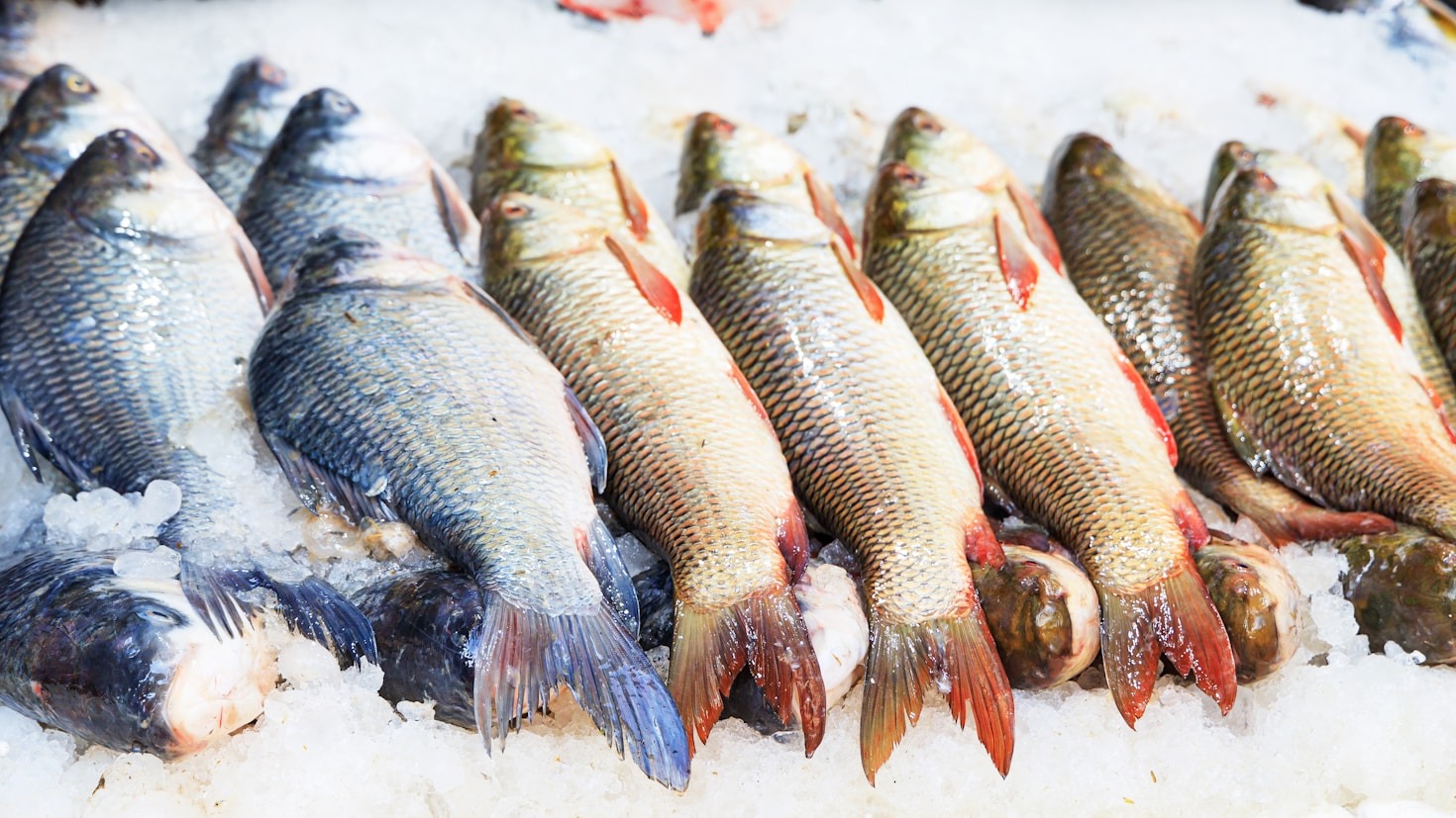 The Importance of Proper Seafood Storage in Exporting